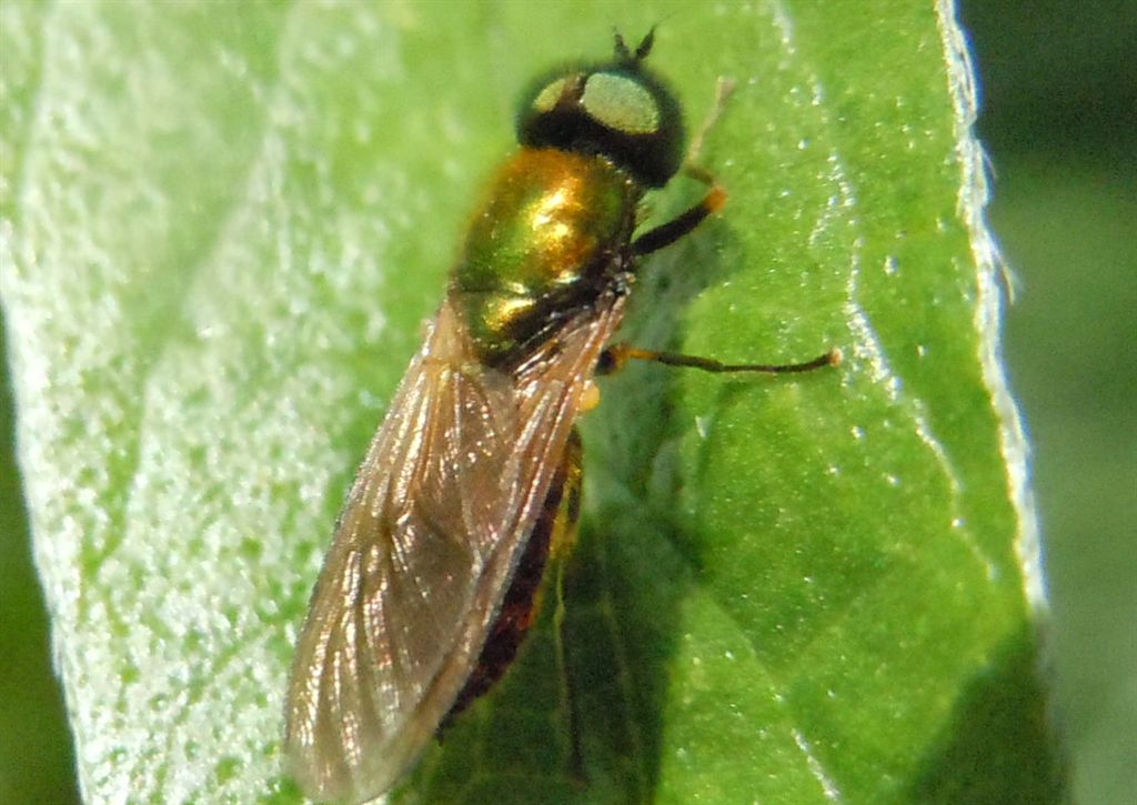 Chloromyia formosa?